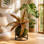 Kokedama cryptanthus Acaulis gray