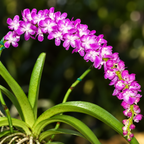 Aerides Multiflora Species Orchid | Premium Terracotta Plate Mounted Orchid