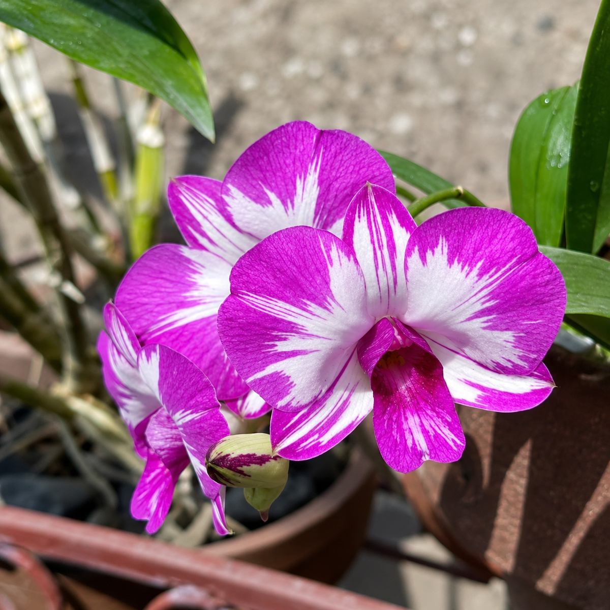 Dendrobium Enobi Purple ‘Splash’ Orchid Plant