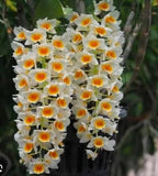 Dendrobium Farmeri Species Orchid | Premium Terracotta Plate Mounted Orchid