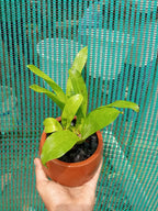 Grammatophyllum Green Orchid Plant