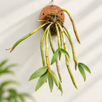 Dendrobium Densiflorum Species Orchid | Premium Terracotta Plate Mounted Orchid