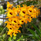 Dendrobium Fimbritum Species Orchid | Premium Terracotta Plate Mounted Orchid