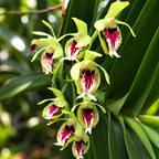 Vanda Cristata Species Orchid | Premium Terracotta Plate Mounted Orchid