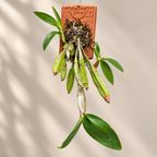 Dendrobium Farmeri Species Orchid | Premium Terracotta Plate Mounted Orchid