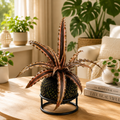 Kokedama cryptanthus Acaulis gray