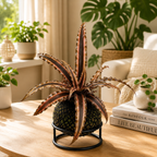 Kokedama cryptanthus Acaulis gray