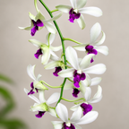Dendrobium woon leng