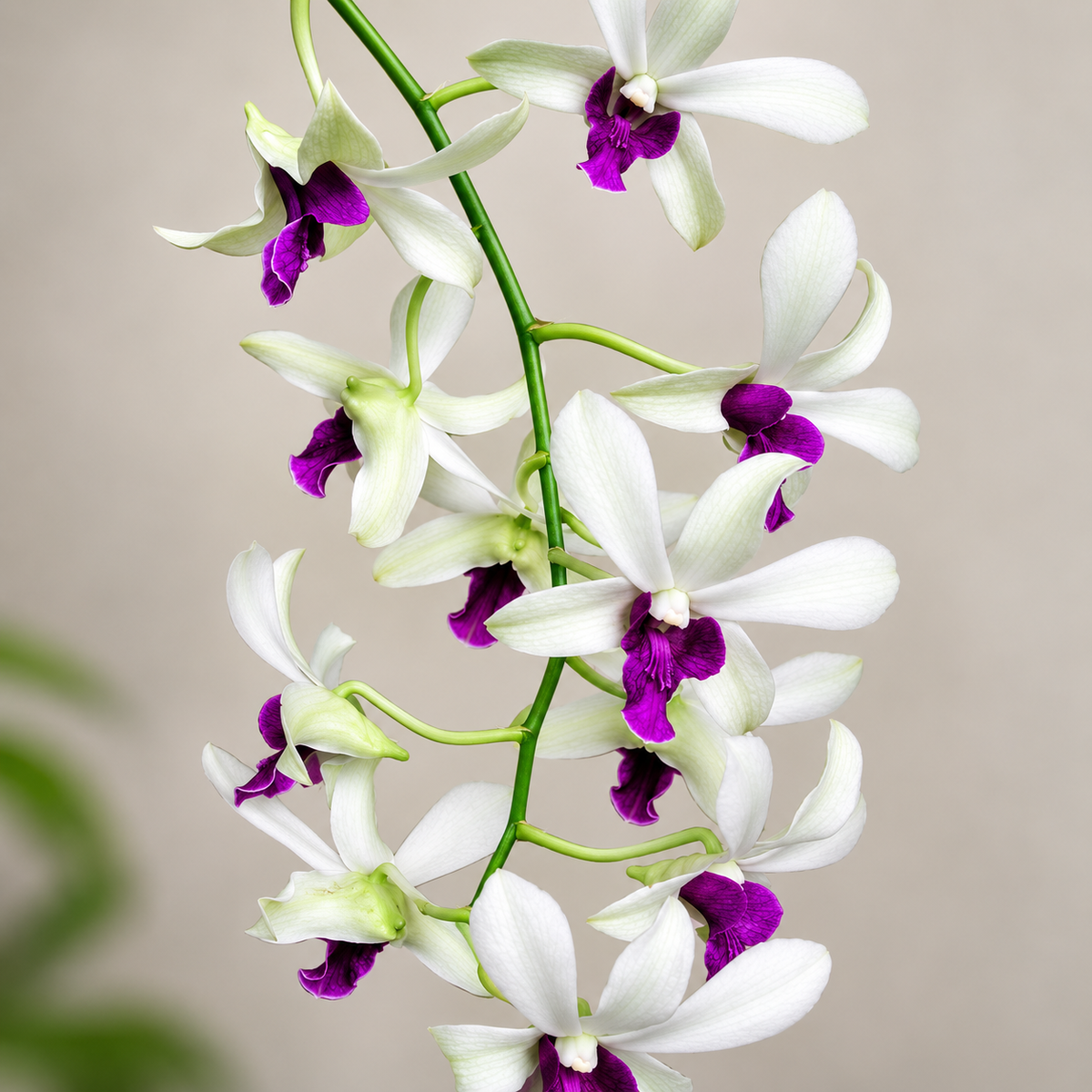 Dendrobium woon leng