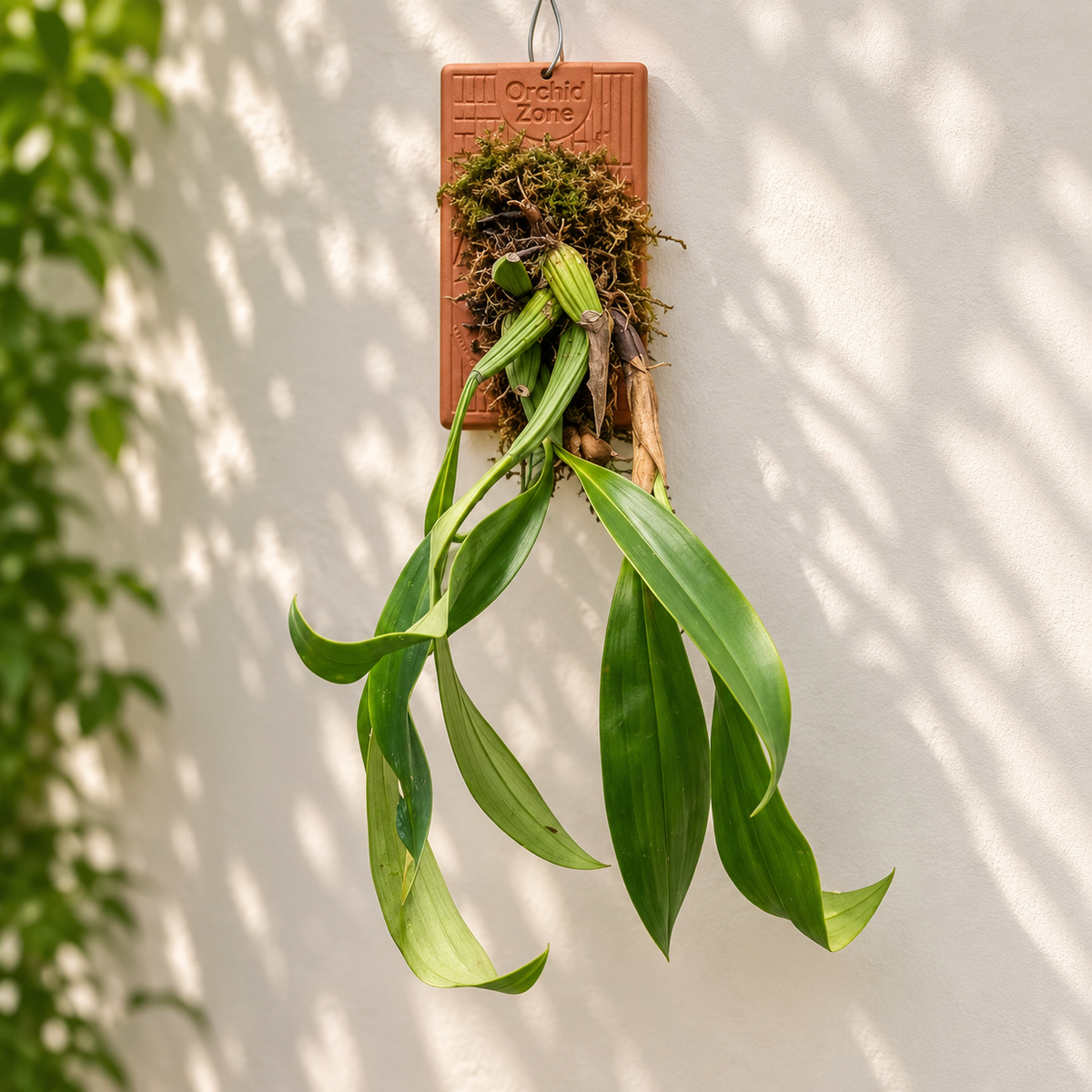 Coelogyne Flaccida Species Orchid | Premium Terracotta Plate Mounted Orchid