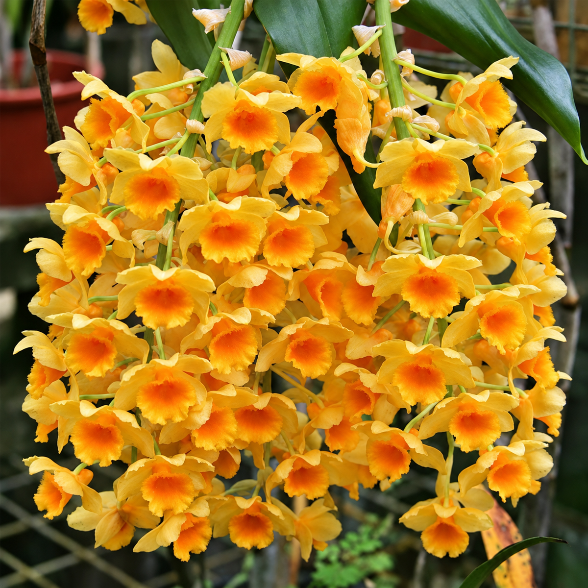 Dendrobium Densiflorum Species Orchid | Premium Terracotta Plate Mounted Orchid