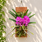 Ascocentrum Ampullaceum Species Orchid | Premium Terracotta Plate Mounted Orchid