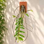Dendrobium Cumulatum Species Orchid | Premium Terracotta Plate Mounted Orchid