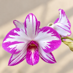 Dendrobium Enobi Purple ‘Splash’ Orchid Plant
