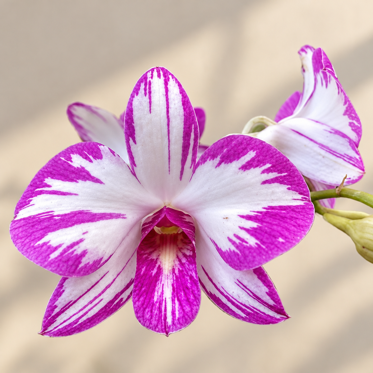 Dendrobium Enobi Purple ‘Splash’ Orchid Plant