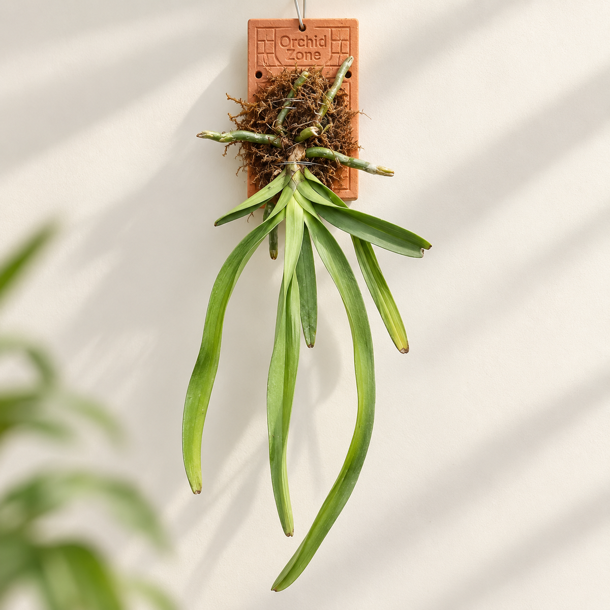 Rhynchostylis Retusa – Foxtail Species Orchid | Premium Terracotta Plate Mounted Orchid