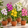Dendrobium Orchid 5 Plant Combo – 5 Different Colours with Terracotta Pots