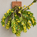 Dendrobium Anceps Species Orchid | Premium Terracotta Plate Mounted Orchid