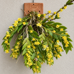 Dendrobium Anceps Species Orchid | Premium Terracotta Plate Mounted Orchid