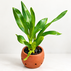 Grammatophyllum Green Orchid Plant