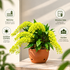 Grammatophyllum Green Orchid Plant