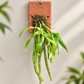 Dendrobium Crepidatum Species Orchid | Premium Terracotta Plate Mounted Orchid