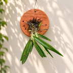 Ascocentrum Ampullaceum Species Orchid | Premium Terracotta Plate Mounted Orchid