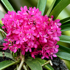 Ascocentrum Ampullaceum Species Orchid | Premium Terracotta Plate Mounted Orchid