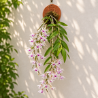 Dendrobium Transparens Species Orchid | Premium Terracotta Plate Mounted Orchid