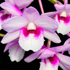 Dendrobium Cumulatum Species Orchid | Premium Terracotta Plate Mounted Orchid