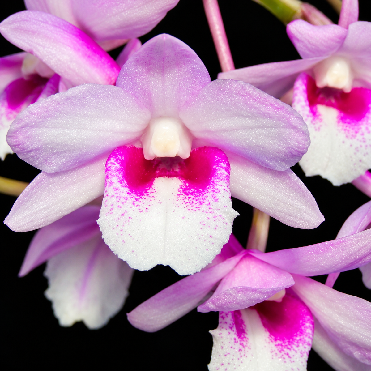Dendrobium Cumulatum Species Orchid | Premium Terracotta Plate Mounted Orchid