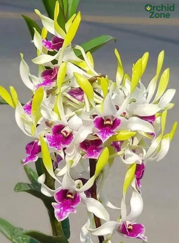 Dendrobium Hawaii Gem Premium Hybrid Orchid Plant (Fragrance)
