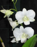 Dendrobiom Bangkok White  Hybrid Orchid Plant