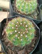 Notocactus Ottonis Indian Head Cactus Plant