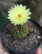 Notocactus Ottonis Indian Head Cactus Plant