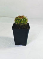 Notocactus Ottonis Indian Head Cactus Plant