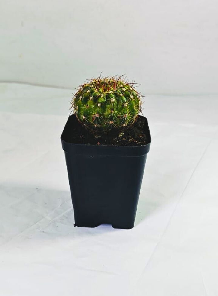 Notocactus Ottonis Indian Head Cactus Plant