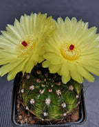 Notocactus Ottonis Indian Head Cactus Plant