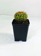 Notocactus Ottonis Indian Head Cactus Plant