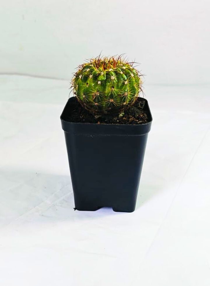 Notocactus Ottonis Indian Head Cactus Plant