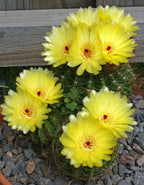 Notocactus Ottonis Indian Head Cactus Plant