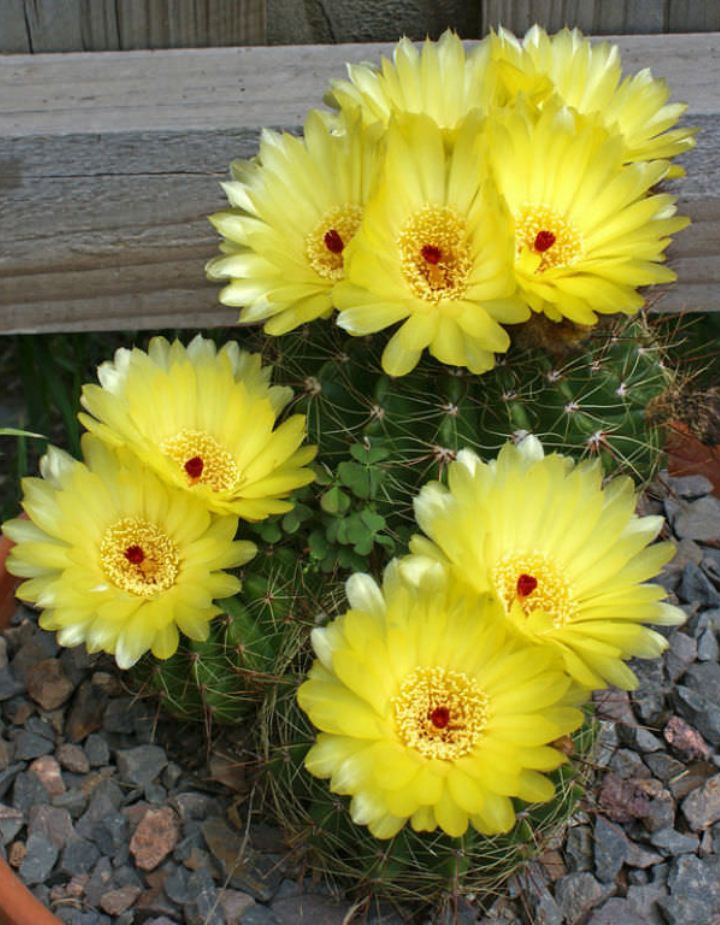Notocactus Ottonis Indian Head Cactus Plant