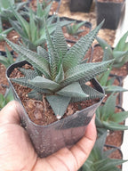 Haworthia Limifolia Plant