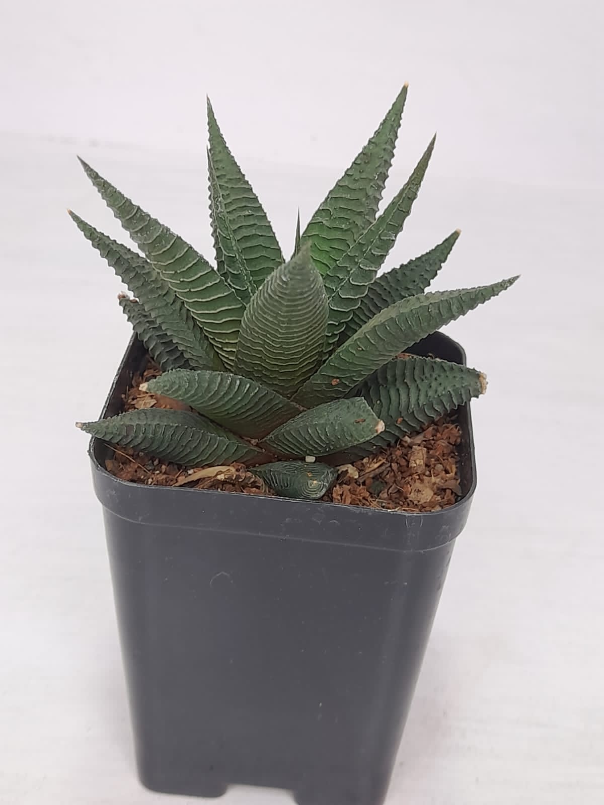 Haworthia Limifolia Plant