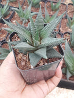 Haworthia Limifolia Plant