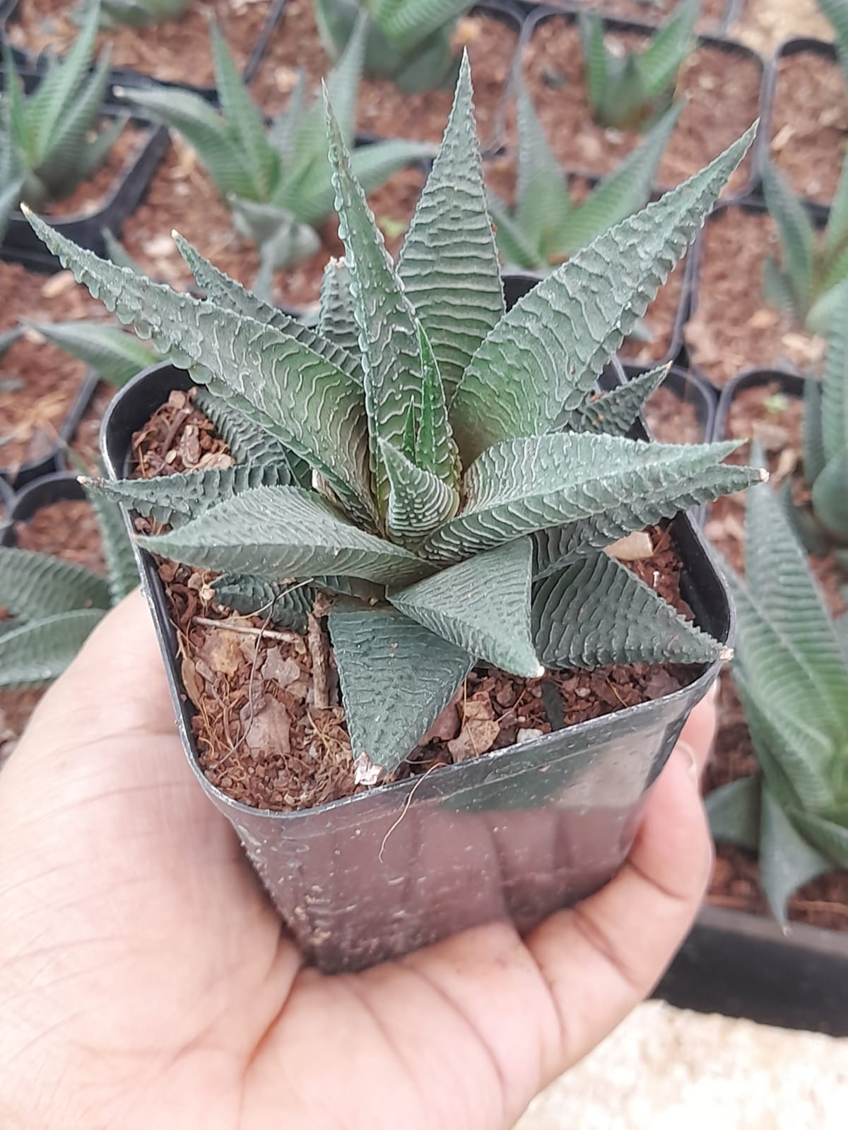 Haworthia Limifolia Plant