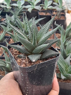 Haworthia Limifolia Plant