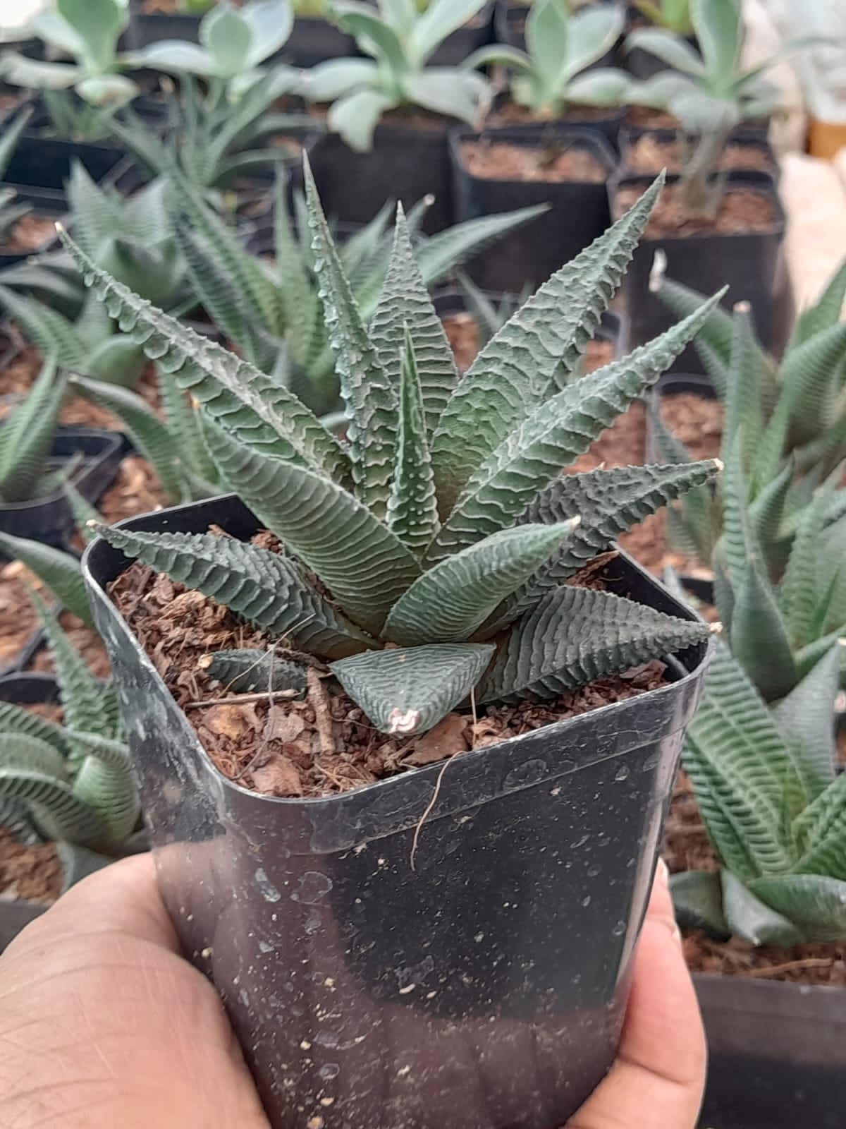 Haworthia Limifolia Plant