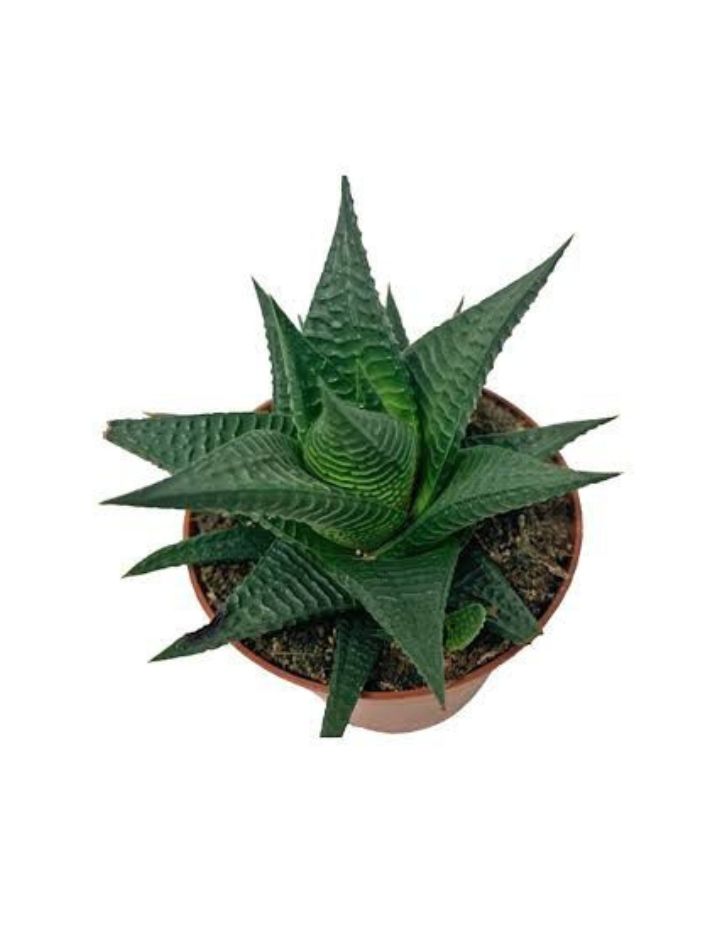 Haworthia Limifolia Plant