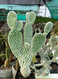 Bunny Ears White Cactus Plant